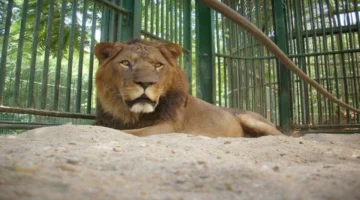 موعد الافتتاح.. تعرف على تفاصيل تطوير حديقة الحيوان في الجيزة وعوامل جذب الزوار الجديدة